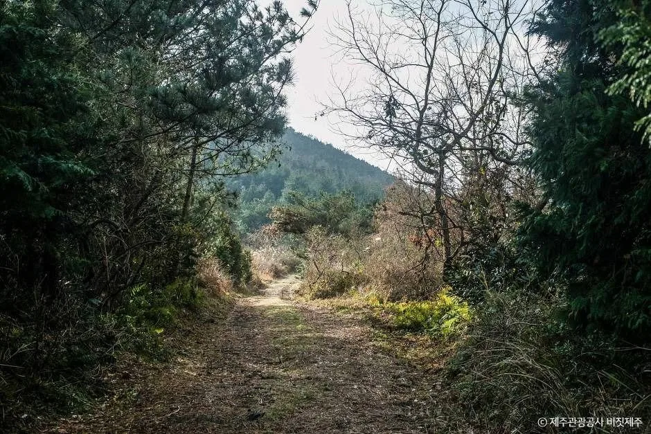 제주_둔지봉 (5)