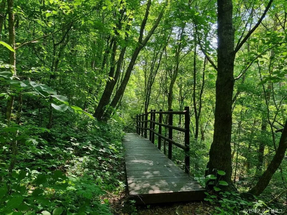 인제_점봉산 곰배령 (3)