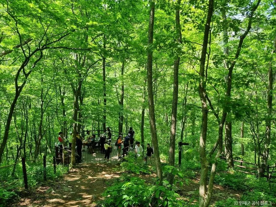 인제_점봉산 곰배령 (4)