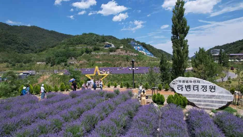 2026 무릉별유천지 라벤더축제 (6).JPG