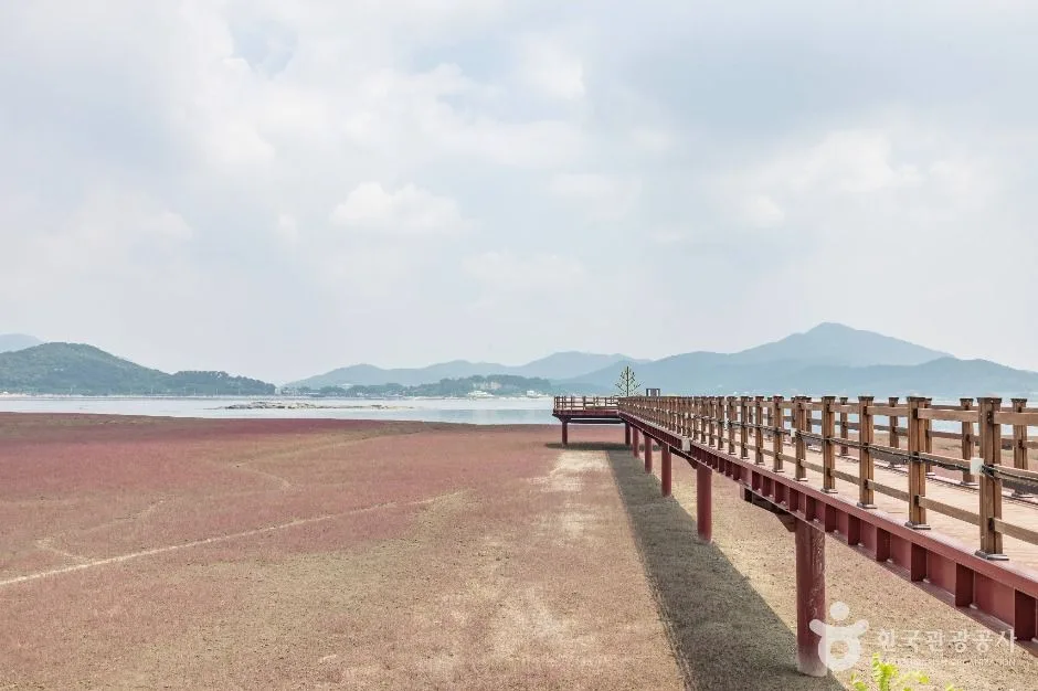 강화_석모도 칠면초 군락지 (12)