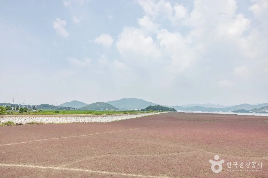 강화_석모도 칠면초 군락지 (3)