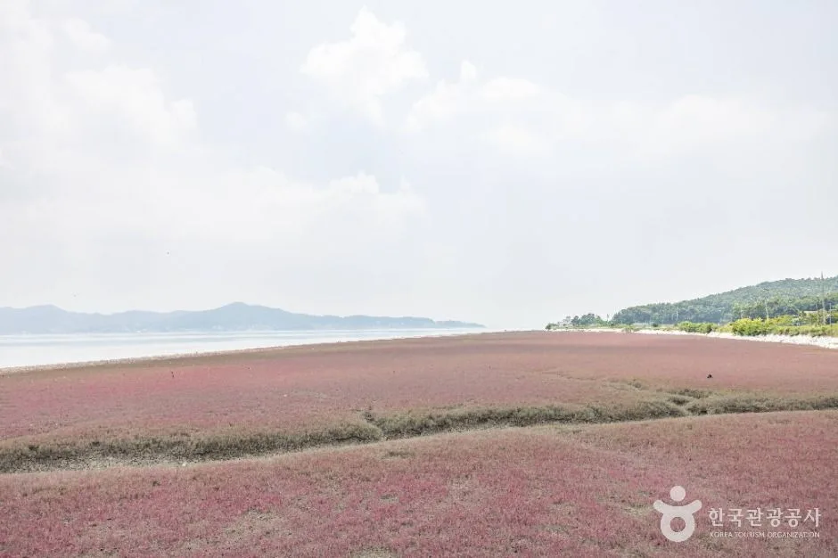 석모도 칠면초 군락지
