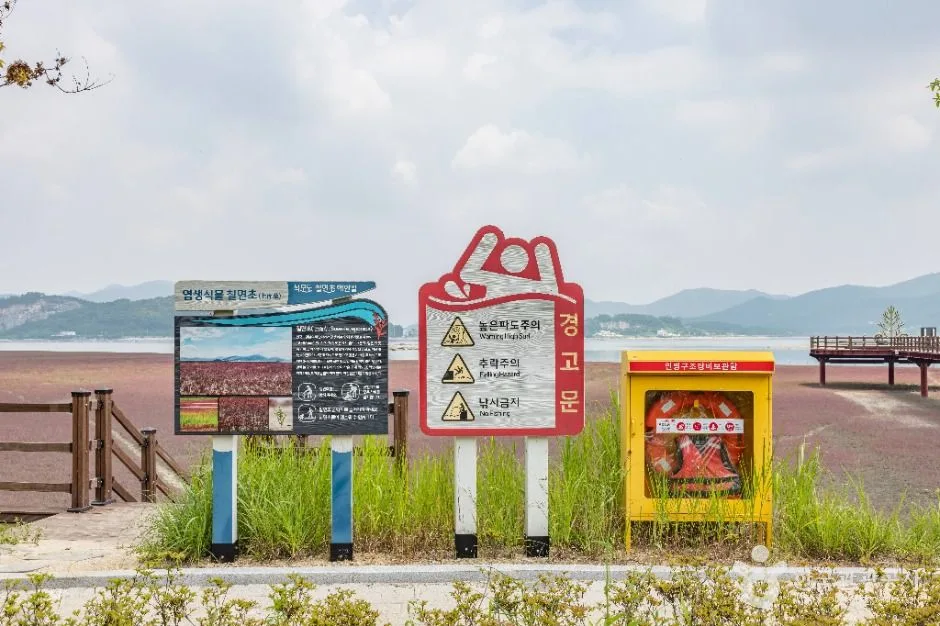 강화_석모도 칠면초 군락지 (7)