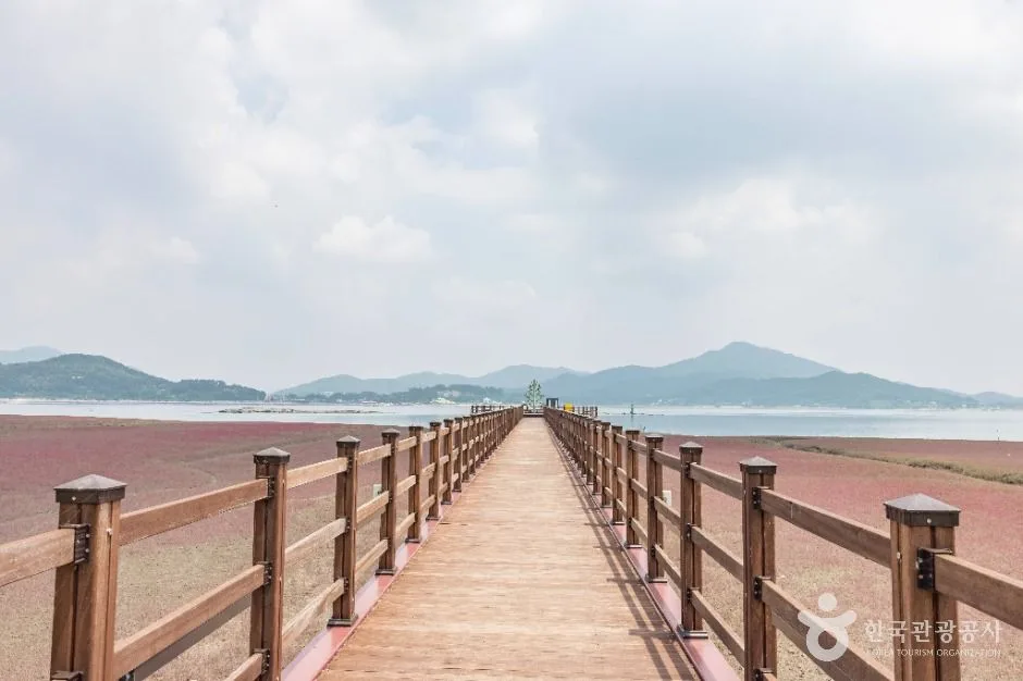 석모도 칠면초 군락지