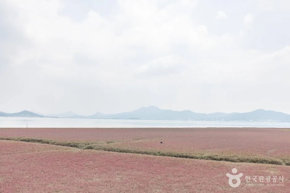 석모도 칠면초 군락지