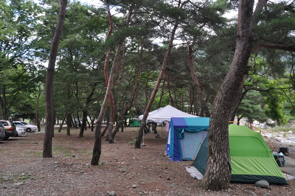 경남_산청군_삼장면_대포숲_전경7