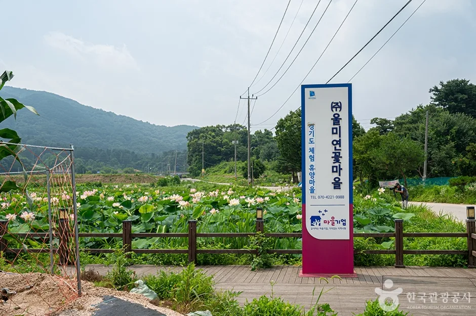 울미연꽃마을