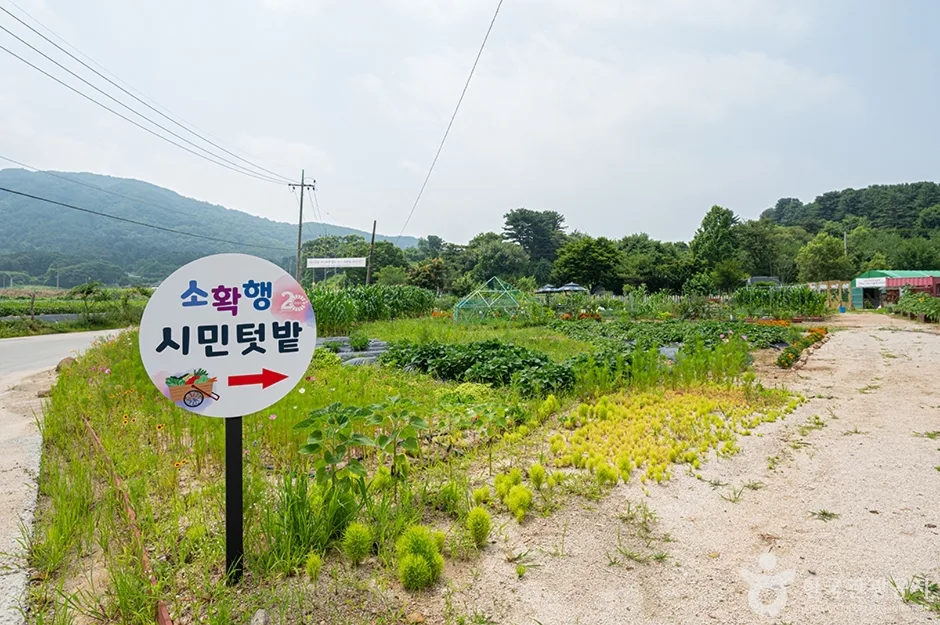 울미연꽃마을 (1)