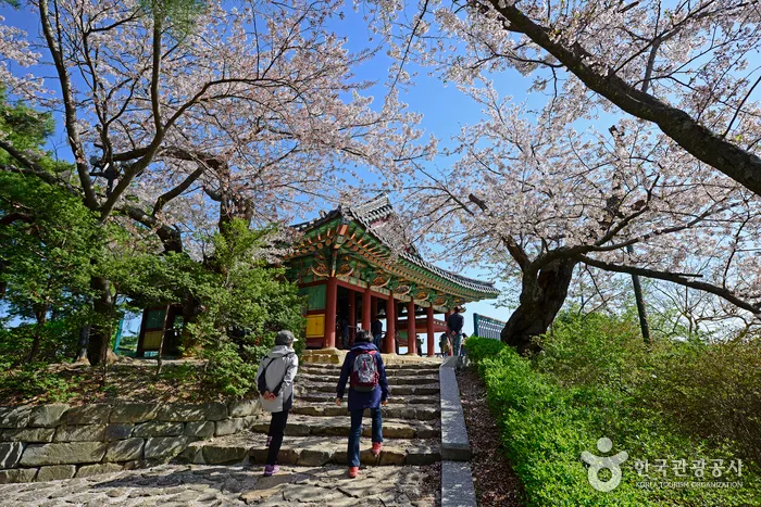 벚꽃 흩날리는 경포호를 걷다