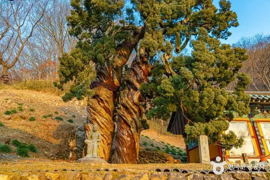 순천_순천 송광사 천자암 쌍향수(곱향나무) (4).jpg