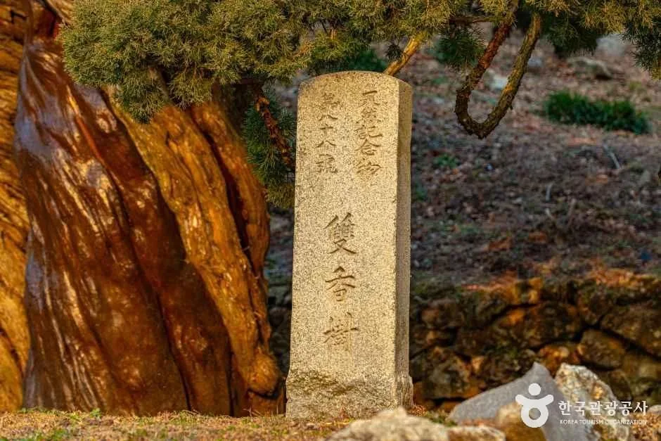 순천_순천 송광사 천자암 쌍향수(곱향나무) (7).jpg