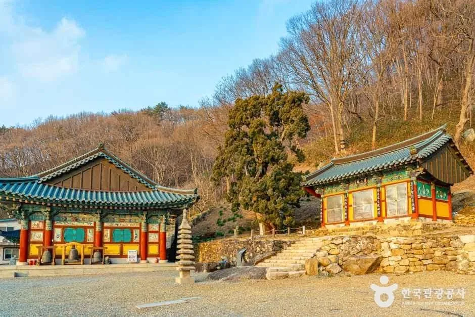 순천_순천 송광사 천자암 쌍향수(곱향나무) (5).jpg