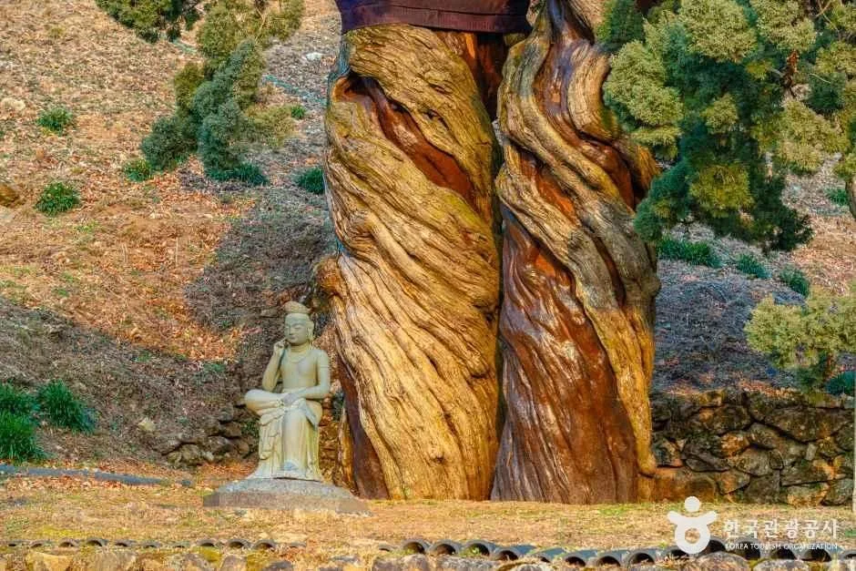 순천_순천 송광사 천자암 쌍향수(곱향나무) (9).jpg