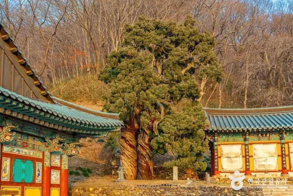 순천_순천 송광사 천자암 쌍향수(곱향나무) (1).jpg