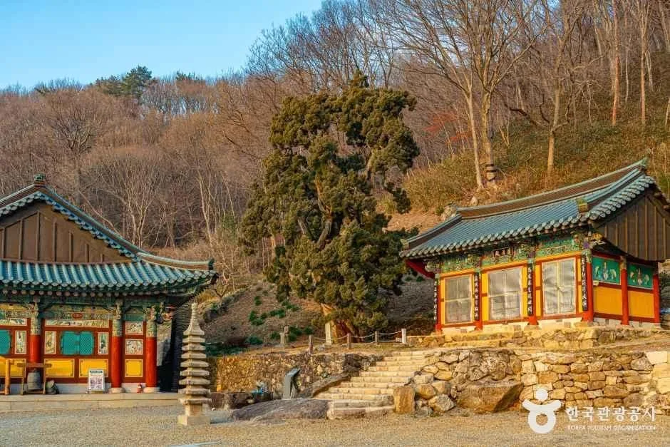 순천_순천 송광사 천자암 쌍향수(곱향나무) (8).jpg
