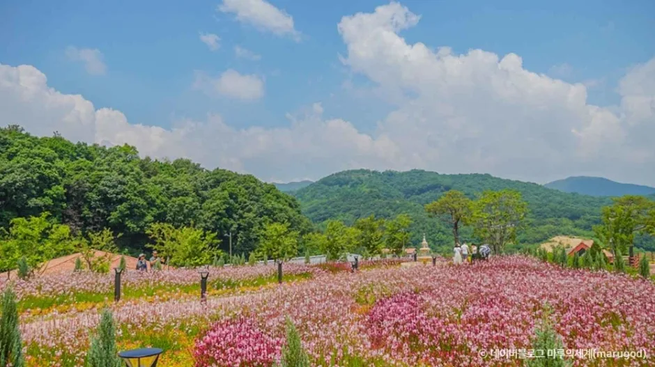 경기_용인_자작나무숲_외부_2.jpg