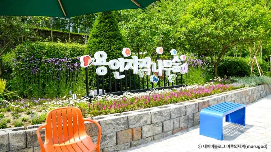 용인자작나무숲_7