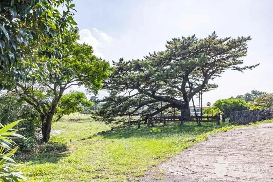 제주_수산저수지 (12).jpg