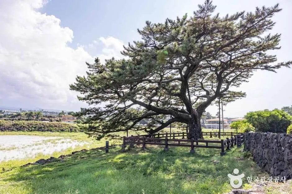 제주_수산저수지 (3).jpg