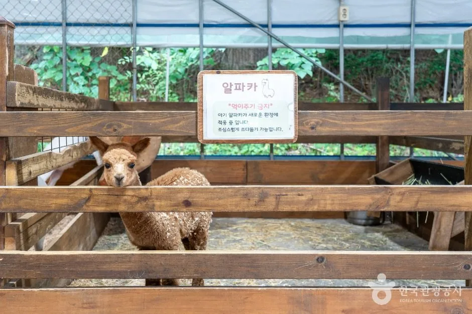 보령_바둑이네동물원 (4)