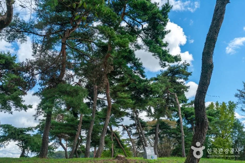 충주_목계솔밭(충주) (6)