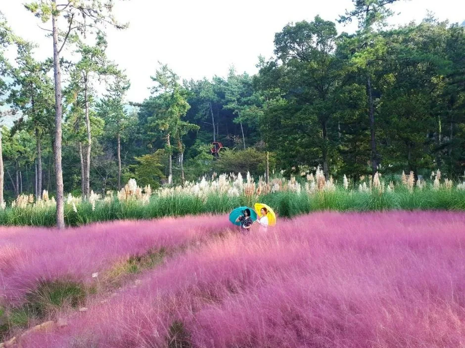 해남_포레스트 수목원 (2)
