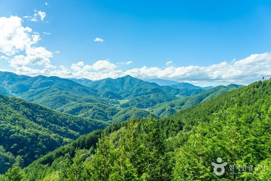 하동_하동 편백자연휴양림 (7)