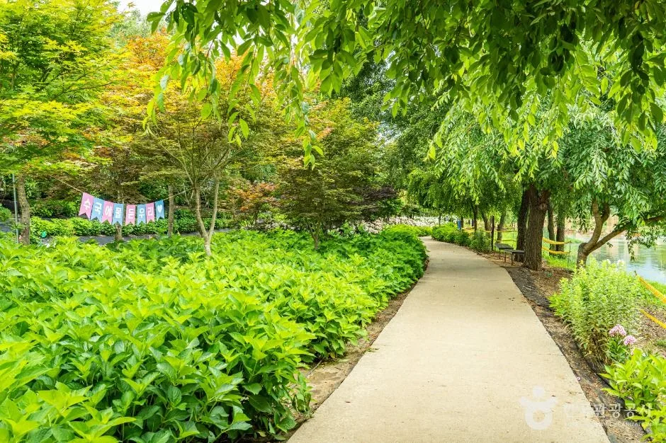 공주_유구색동수국정원 (5)