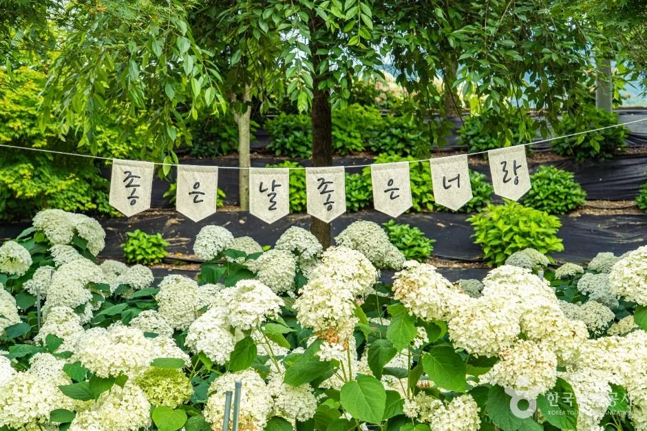 공주_유구색동수국정원 (12)