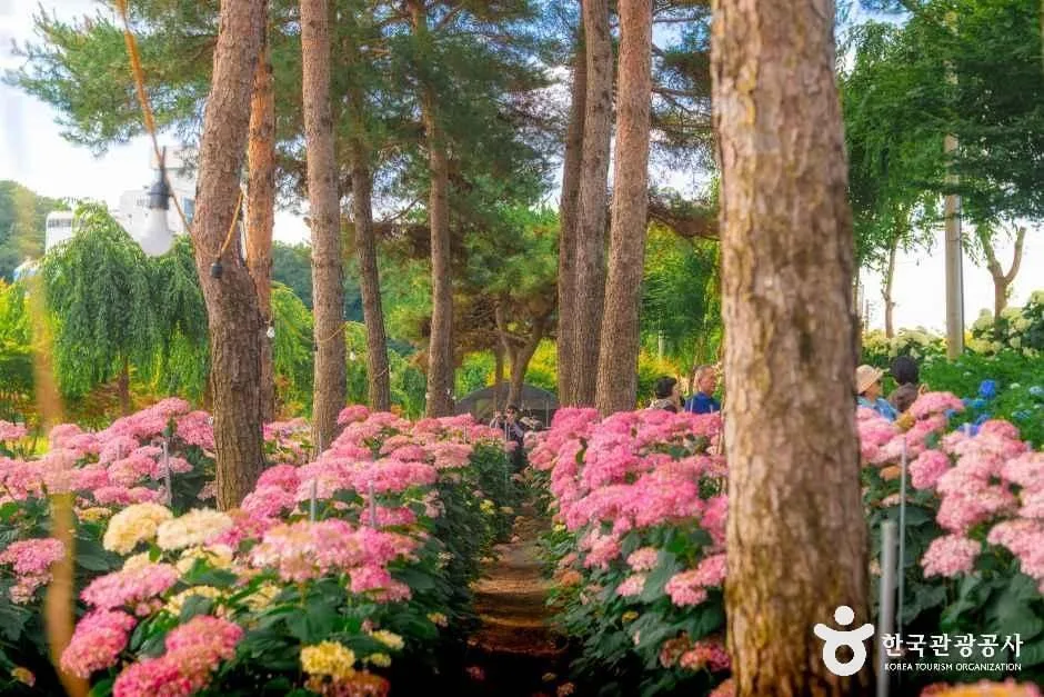 공주_유구색동수국정원 (7)