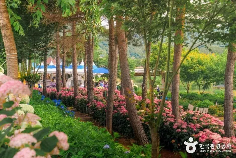 공주_유구색동수국정원 (13)