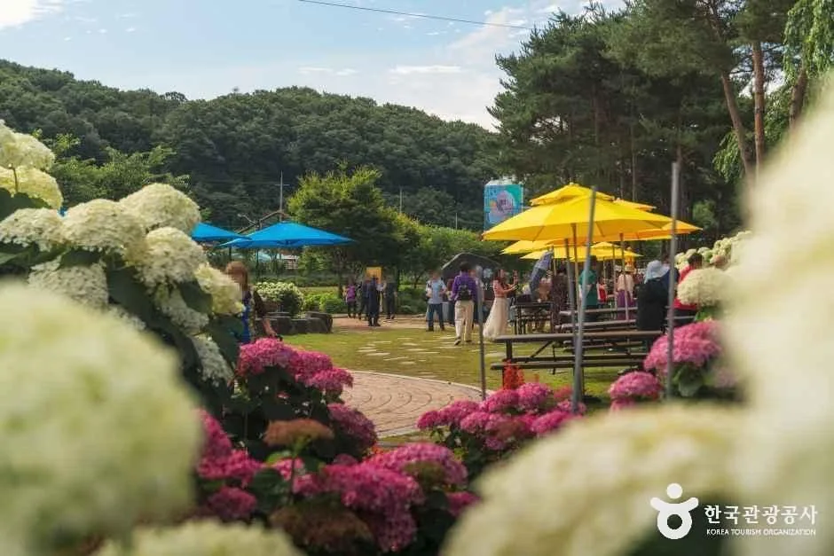공주_유구색동수국정원 (3)
