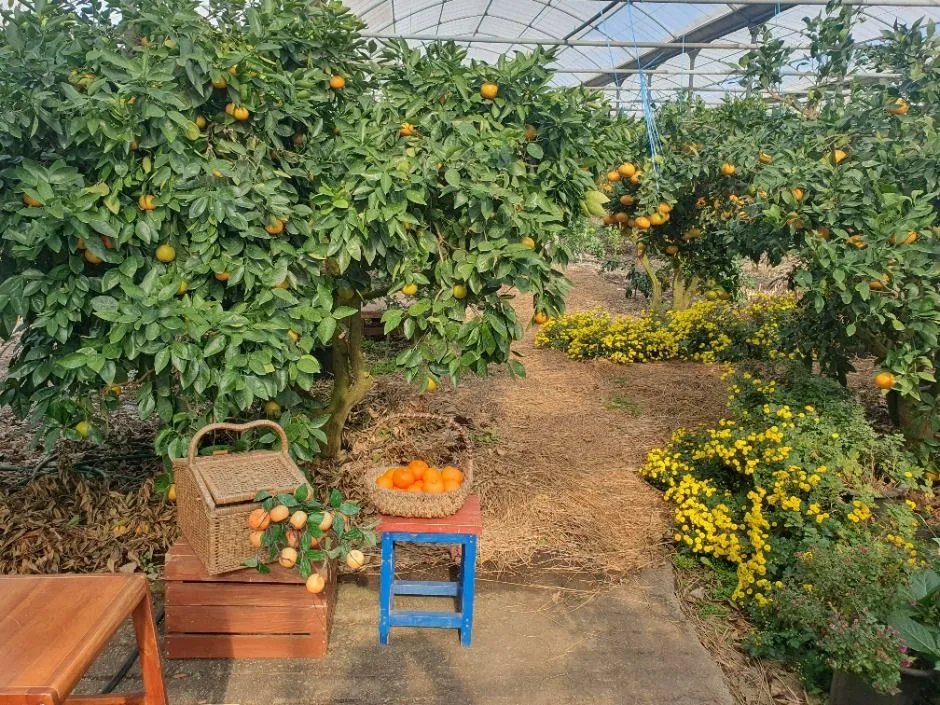 서귀포_해품은체험농장 (6)
