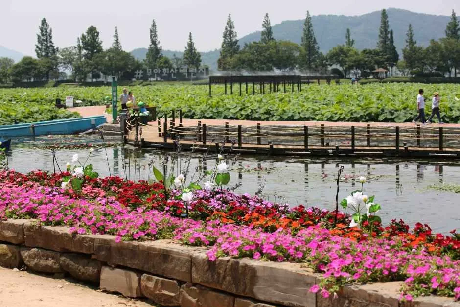 2026 무안 연꽃축제 (16).JPG