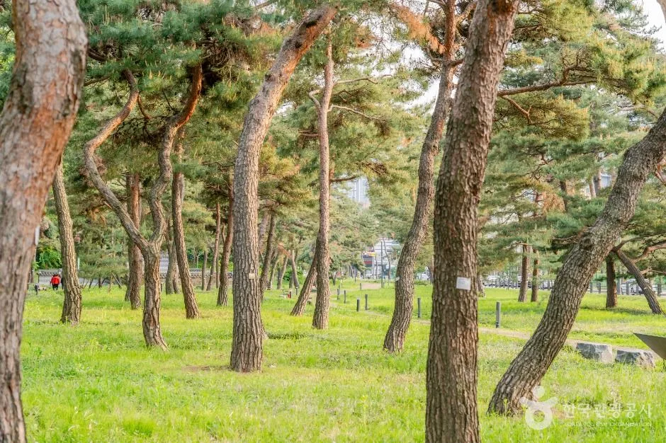 수원_노송지대 (4)