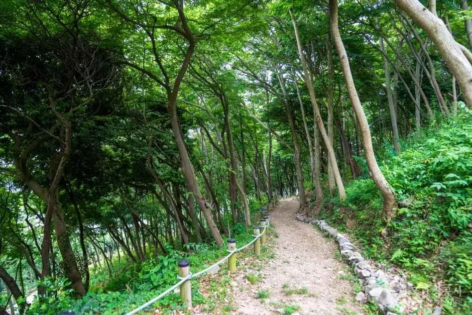 약산해안치유의 숲