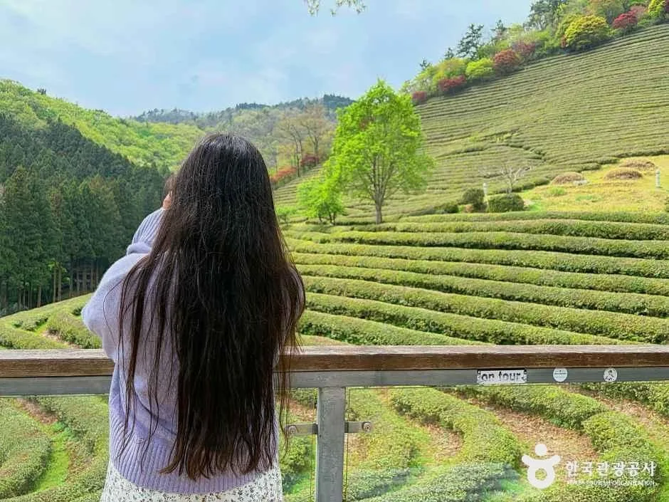 대한다원 (1)