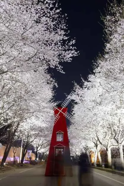 2026 여주흥천남한강 벚꽃축제 (10).jpg