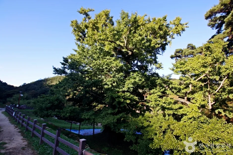 영국사(영동) (15)