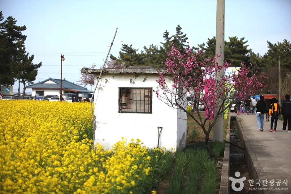 삼척 맹방유채꽃 마을 (17)
