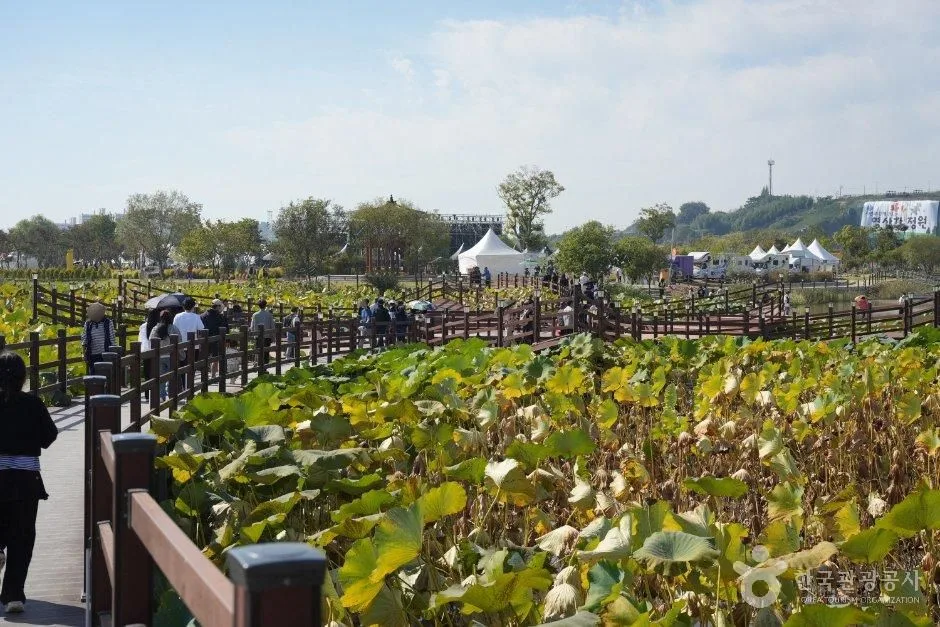 가을빛 물든 전남광주 나주 감성 여행_전남광주_나주_영산강정원_4.jpg