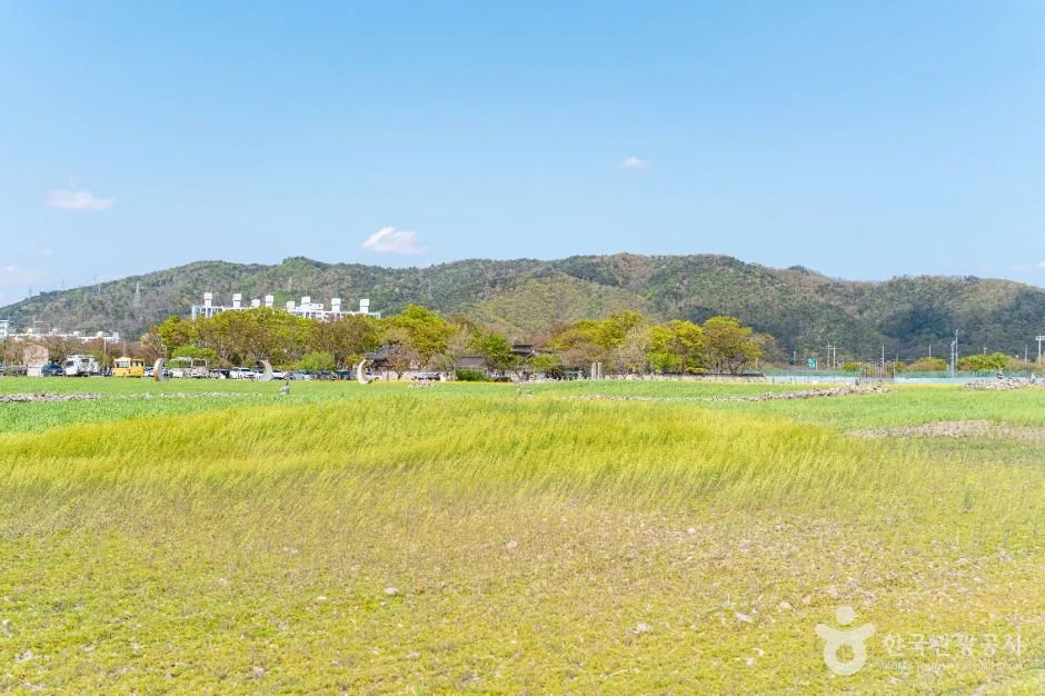 경주_분황사 청보리밭 (5)