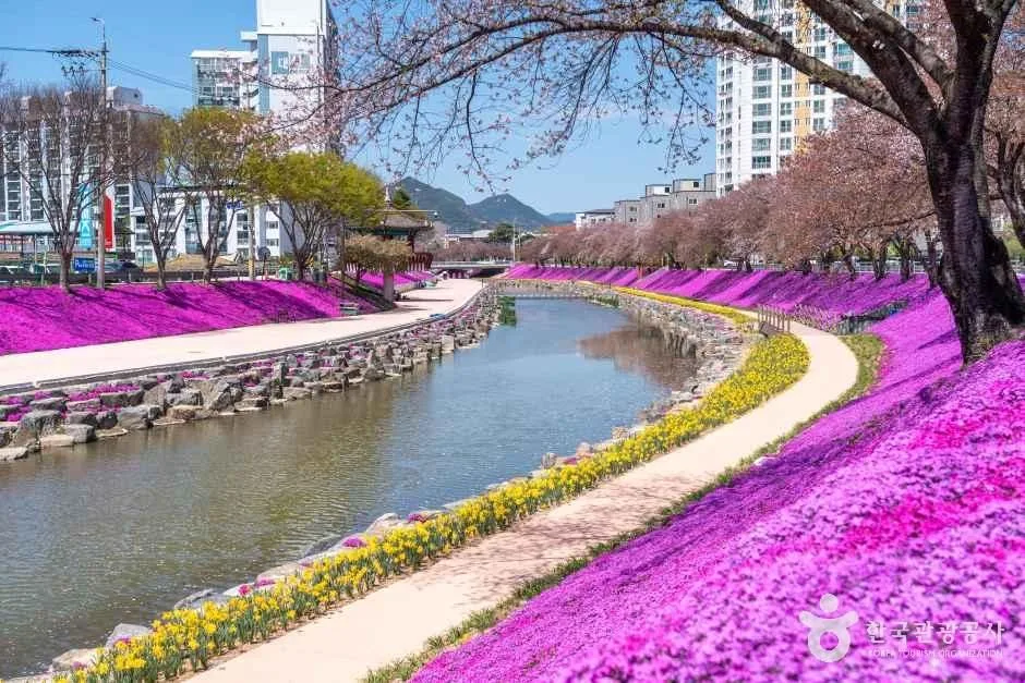 전북_순창_순창 양지천 꽃잔디길_외부_01.jpg