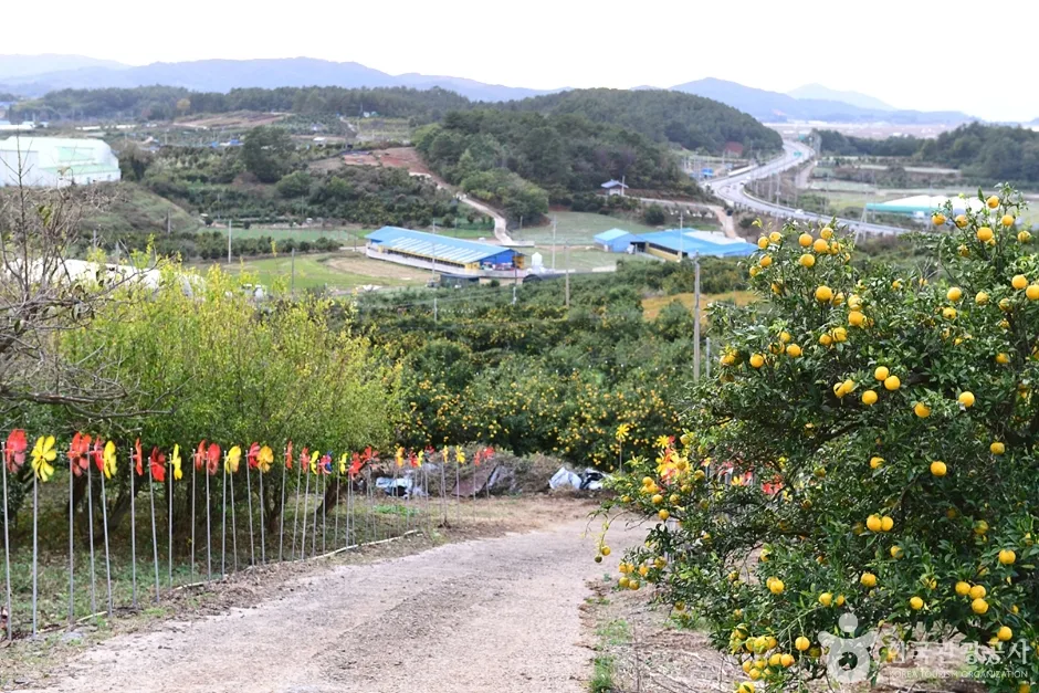 전남_고흥_고흥 유자공원 (7)