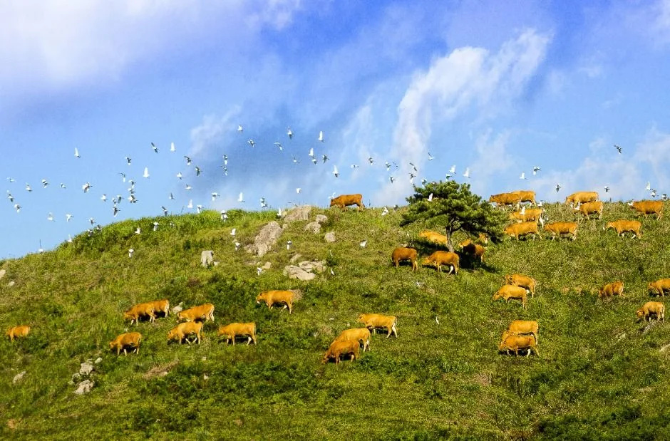 서산_서산한우목장 (2)
