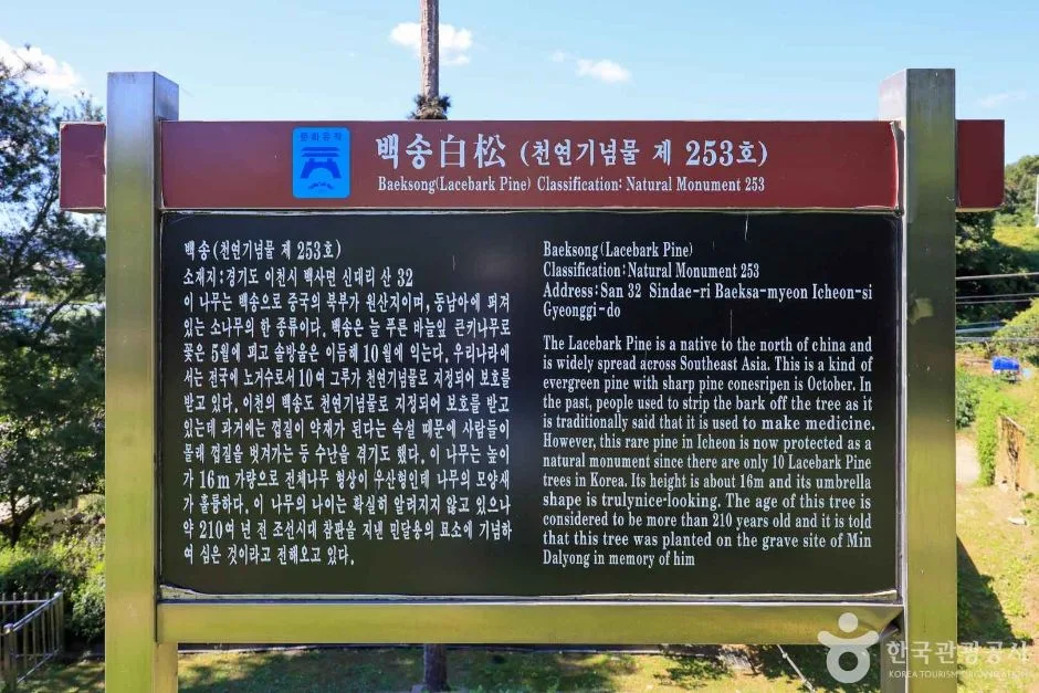 경기_이천_이천 신대리 백송 (7)