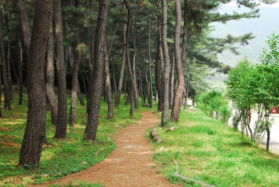 대전_국립대전현충원 보훈둘레길 (4)