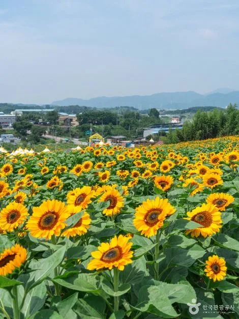 함안_강주 해바라기 마을 (1)