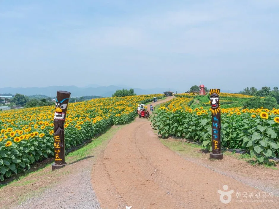 강주 해바라기마을
